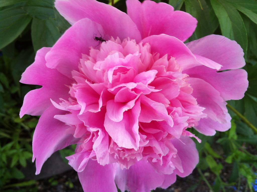 Bed & Breakfast Ellwanger Estate B&B Rochester