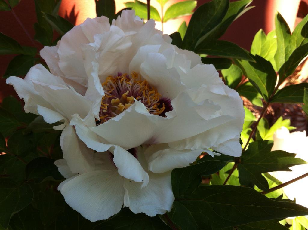 Ellwanger Estate B&B Bed & Breakfast Rochester