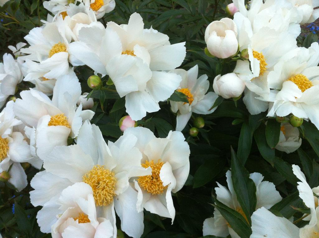 Bed & Breakfast Ellwanger Estate B&B Rochester
